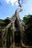 Nature strength - Cambodia - Siem Reap province - Angkor - Ta Prohm (Rajavihara)