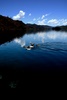 Ducks on oil - Yunnan (云南) - Lugu Lake (泸沽湖)