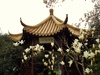 Flowers - Zhejiang (浙江) - Hangzhou (杭州) - Xi Hu (西湖)